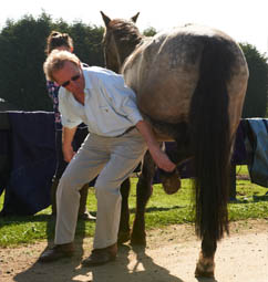 Equine Chiropractic Therapy - Anthony Webber working on the horse